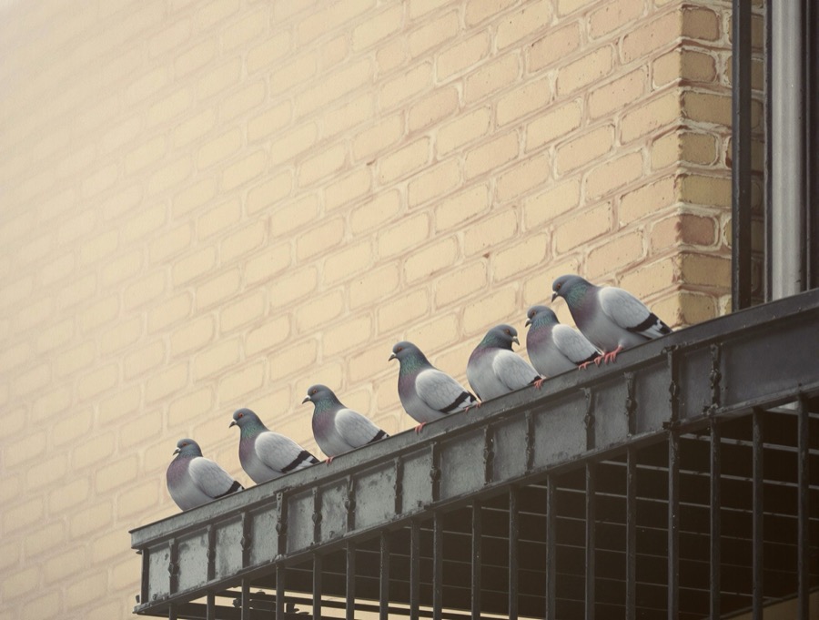 A row of pigeons resting on a fire-escape railing against pale fog-lit brick, a cinematic photograph RTF Journal generated from an entry about present-moment stillness.